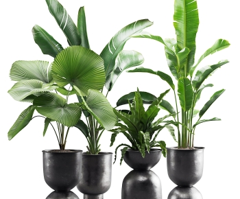 Modern Ground Green Plant Potted Plants-ID:897408969