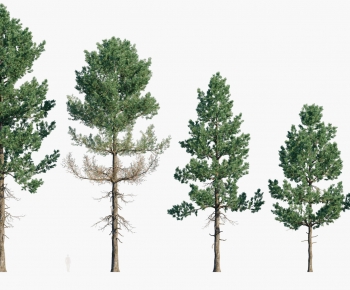 Modern Tree-ID:436359887