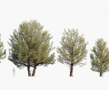 Modern Tree-ID:683943034