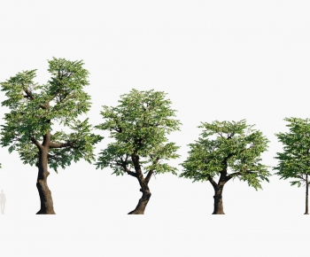 Modern Tree-ID:351954941