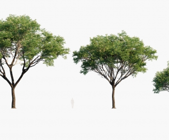 Modern Tree-ID:952281952