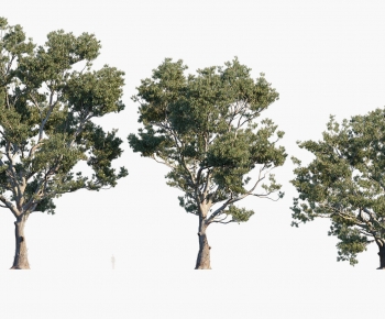 Modern Tree-ID:666863923