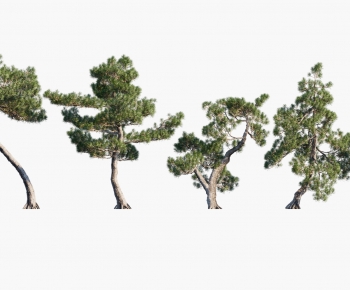 Modern Tree-ID:306822063