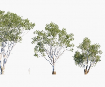 Modern Tree-ID:167699109