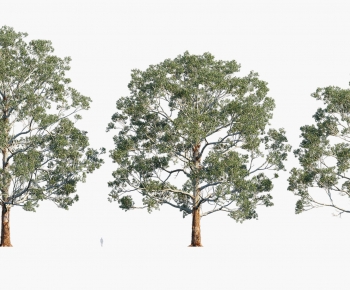 Modern Tree-ID:777010982