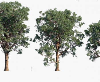 Modern Tree-ID:563083893