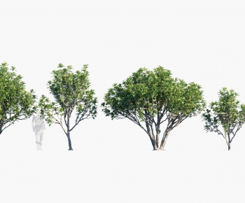 Modern Tree-ID:796072014