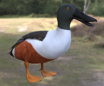 Modern Animal Duck-ID:736476909