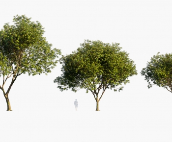 Modern Tree-ID:871551049