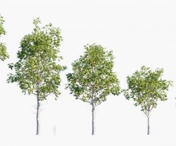 Modern Tree-ID:326991184