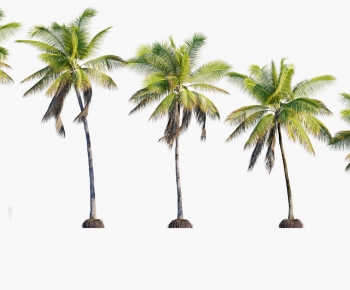 Modern Tree-ID:711159947