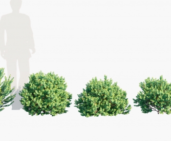 Modern Shrubbery-ID:885838035