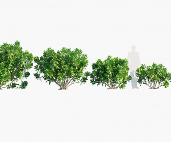 Modern Shrubbery-ID:233927011