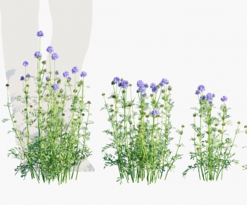 Modern Plant-ID:431720979