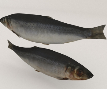 Modern Aquatic Product-ID:490380058