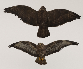 Modern Flying Animals-ID:230912927