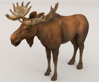 Modern Mammal-ID:477087021