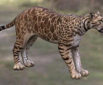 Modern Mammal-ID:479074959