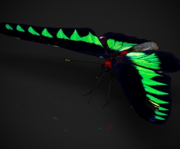 Modern Flying Animals-ID:613605989