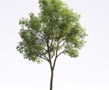 Modern Tree-ID:157717944