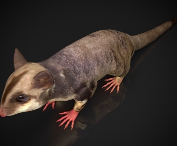 Modern Mammal-ID:889741907