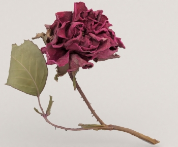 Modern Flowers And Grass-ID:178141126