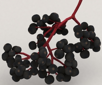 Modern Fruit-ID:800800389