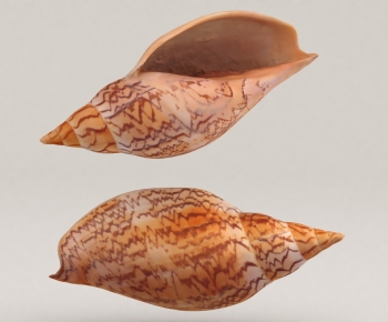 Modern Aquatic Animals-ID:954780659