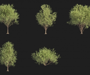 Modern Tree-ID:919081939