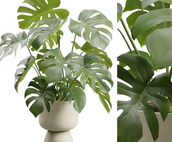 Modern Potted Green Plant-ID:241859916