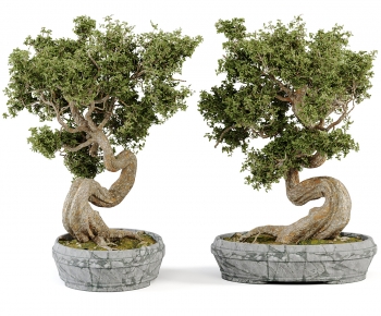 Modern Bonsai-ID:545366052