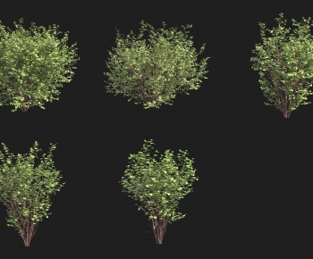 Modern Shrubbery-ID:562345981