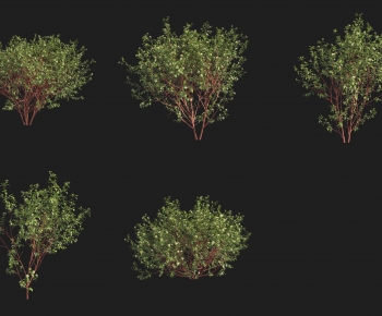 Modern Shrubbery-ID:213304044