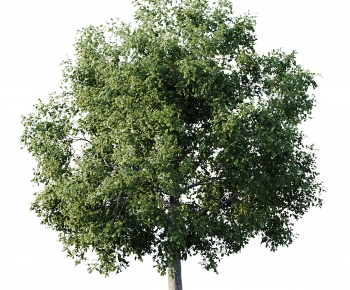 Modern Tree-ID:754728081