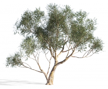 Modern Tree-ID:351363908