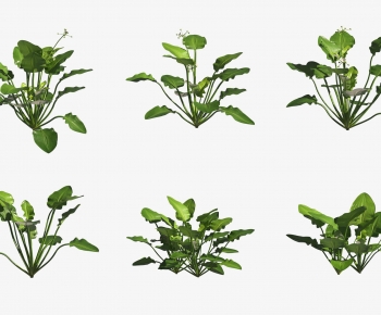 Modern Aquatic Green Plant-ID:211327085