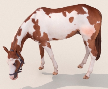 Modern Mammal-ID:613641026