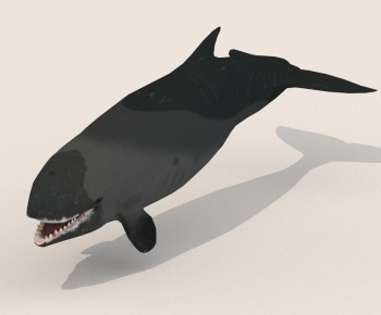 Modern Aquatic Animals-ID:319128997