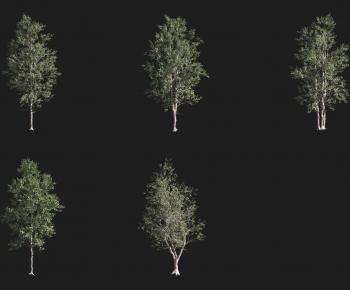 Modern Tree-ID:761239587