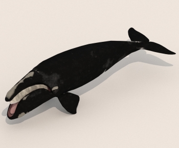 Modern Aquatic Animals-ID:750762944