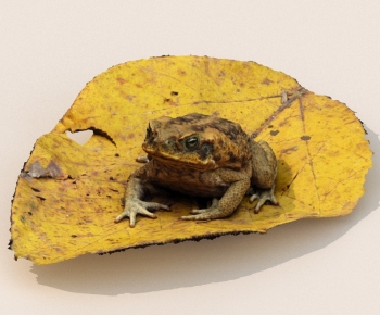 Modern Other Animals-ID:636337042