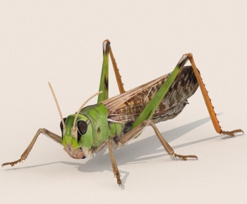 Modern Other Animals-ID:825382957