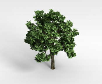 Modern Tree-ID:339355954