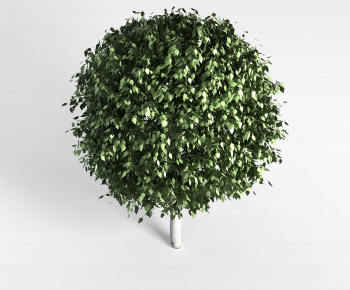 Modern Tree-ID:783174998
