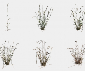 Modern Crop-ID:731018071