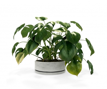 Modern Desktop Plant-ID:240247015