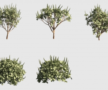 Modern Tree-ID:702110051