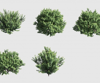 Modern Tree-ID:269541987