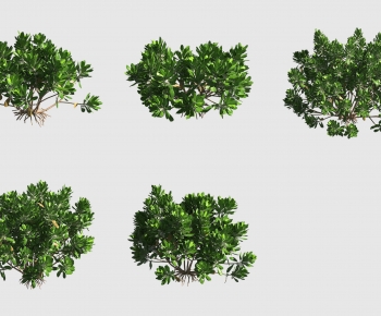 Modern Tree-ID:562804942