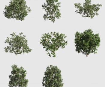 Modern Tree-ID:190677882